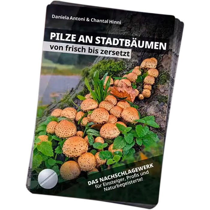 Bestimmungsfächer – Pilze an Stadtbäumen